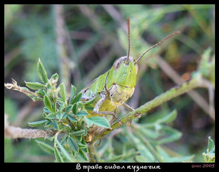 В траве сидел кузнечик