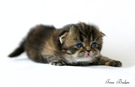 Крадущийся тигр...