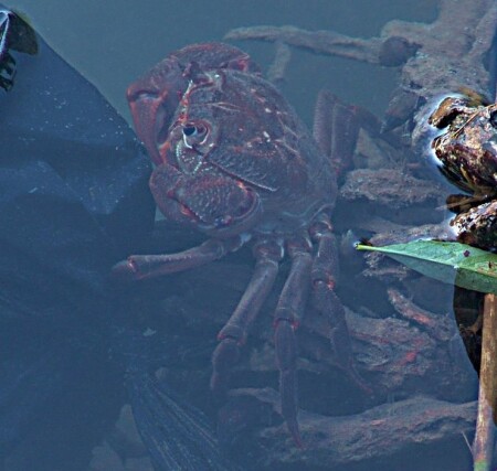 Матёрый краб.