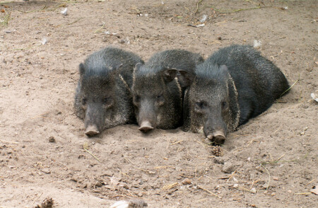 -Сами вы три поросенка!