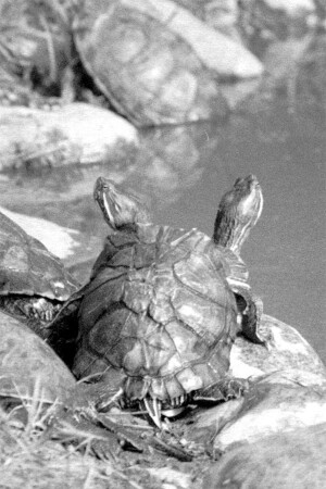 одна голова - хорошо, а две - лучше