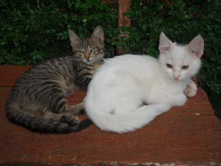 Сладкая парочка-2