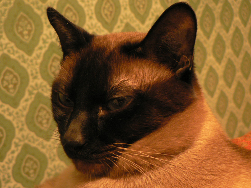 Кот