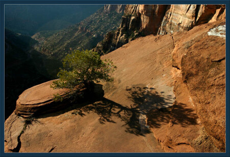 Сосна одинокая