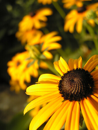 ромашки... желтенькие