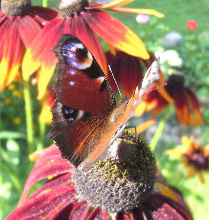 Шоколадница