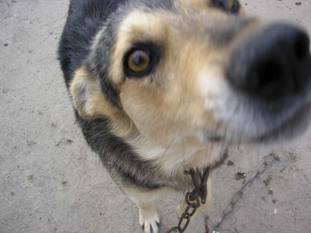 Собачья жизнь...