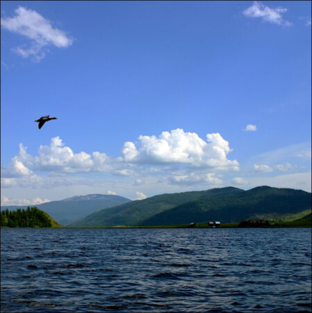Птичий грипп летит