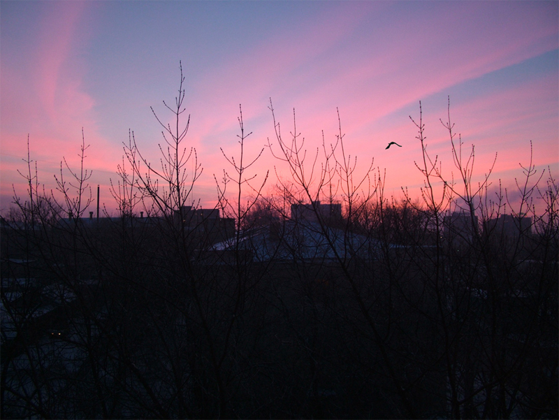 Folow to the sun