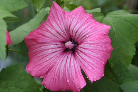 Цветочек у деда в садочке после дождичка