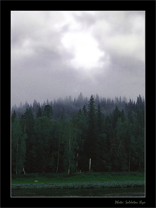 Rainy forest