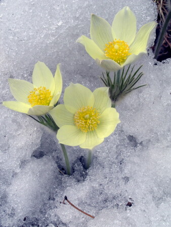 Подснежники