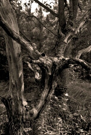 Без названия