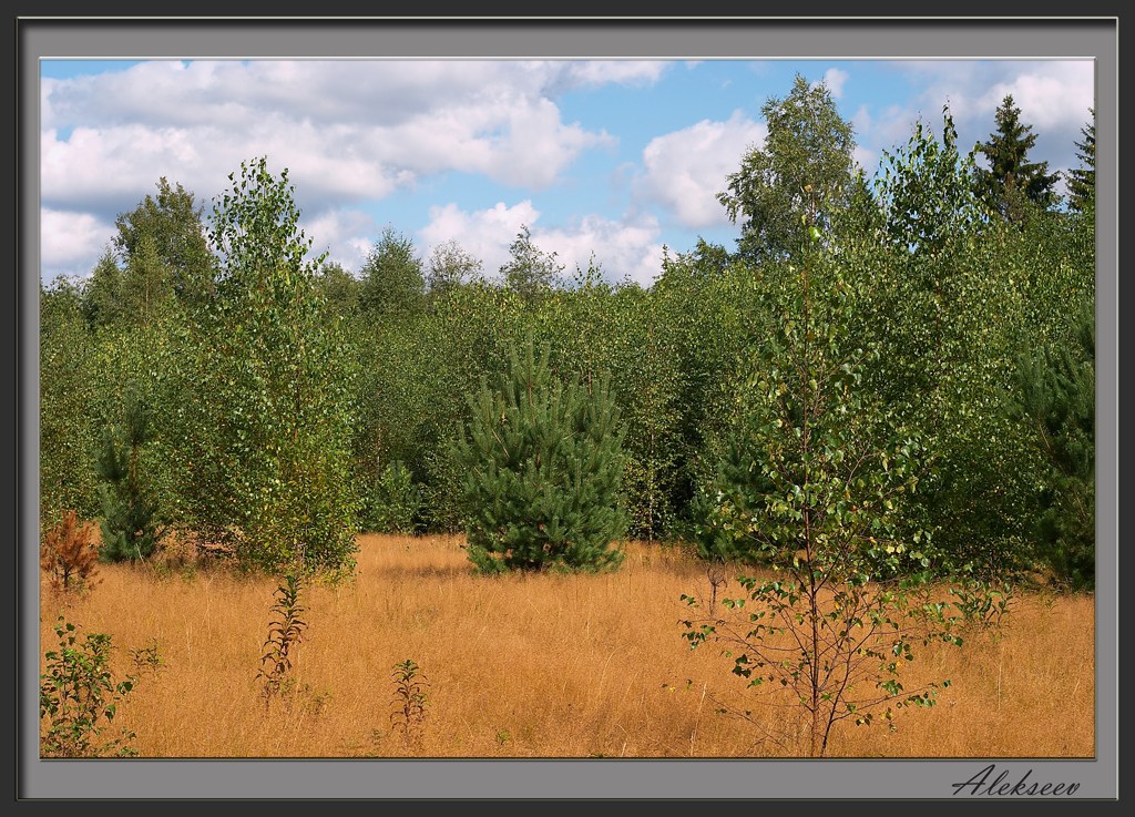 По колено в осени