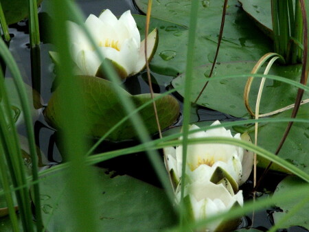 Лето, дача, пруд...