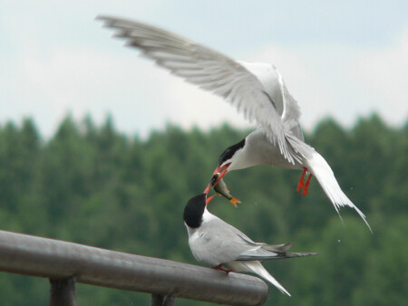 Подарок для любимой