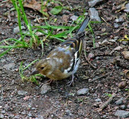 The Bird