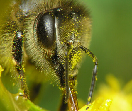 BEE