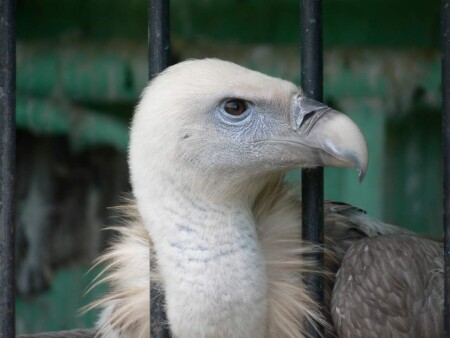 сижу за решеткой в темнице сырой вскормленный неволеи ... Гриф молодой