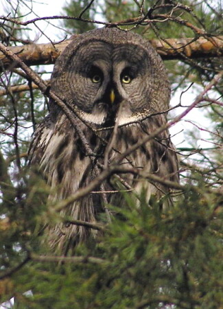 Бородатая неясыть