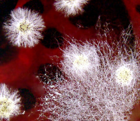 цветы... чайной плесени