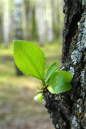 не первый листок