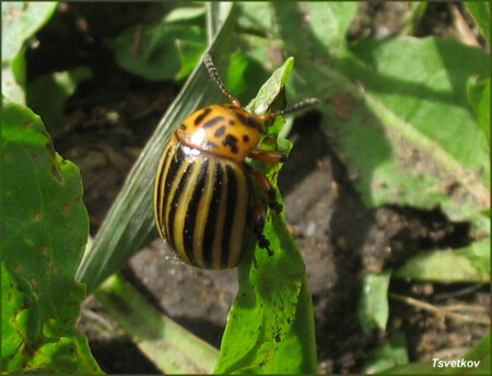 Колорадский жук