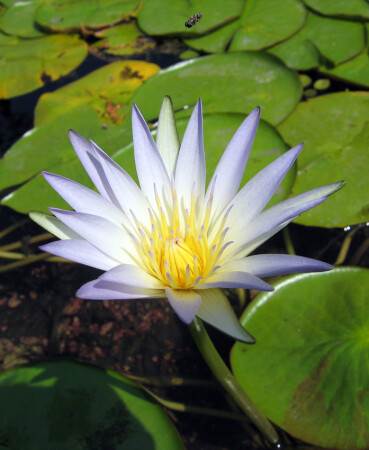 ЛОТОС-Cимвол Cовершенства...