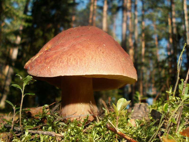 Селигерский боровичок