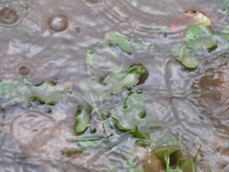 green in oil