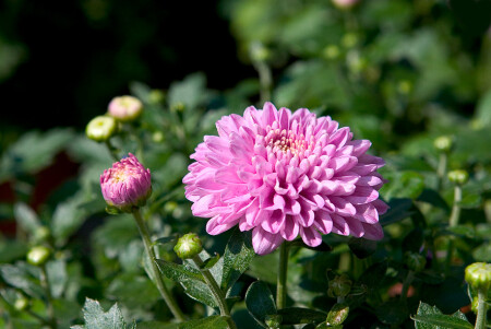 А я первой распустилась!