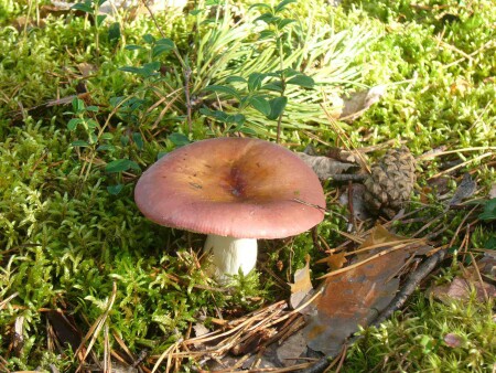 Лесная находка