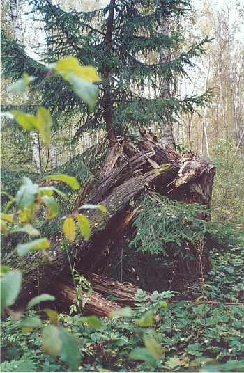 Шалашик