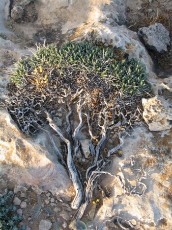 Желание жить