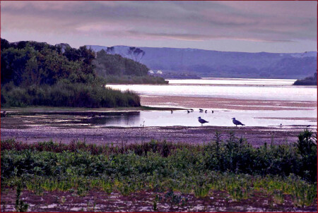 Пурпурная вакханалия