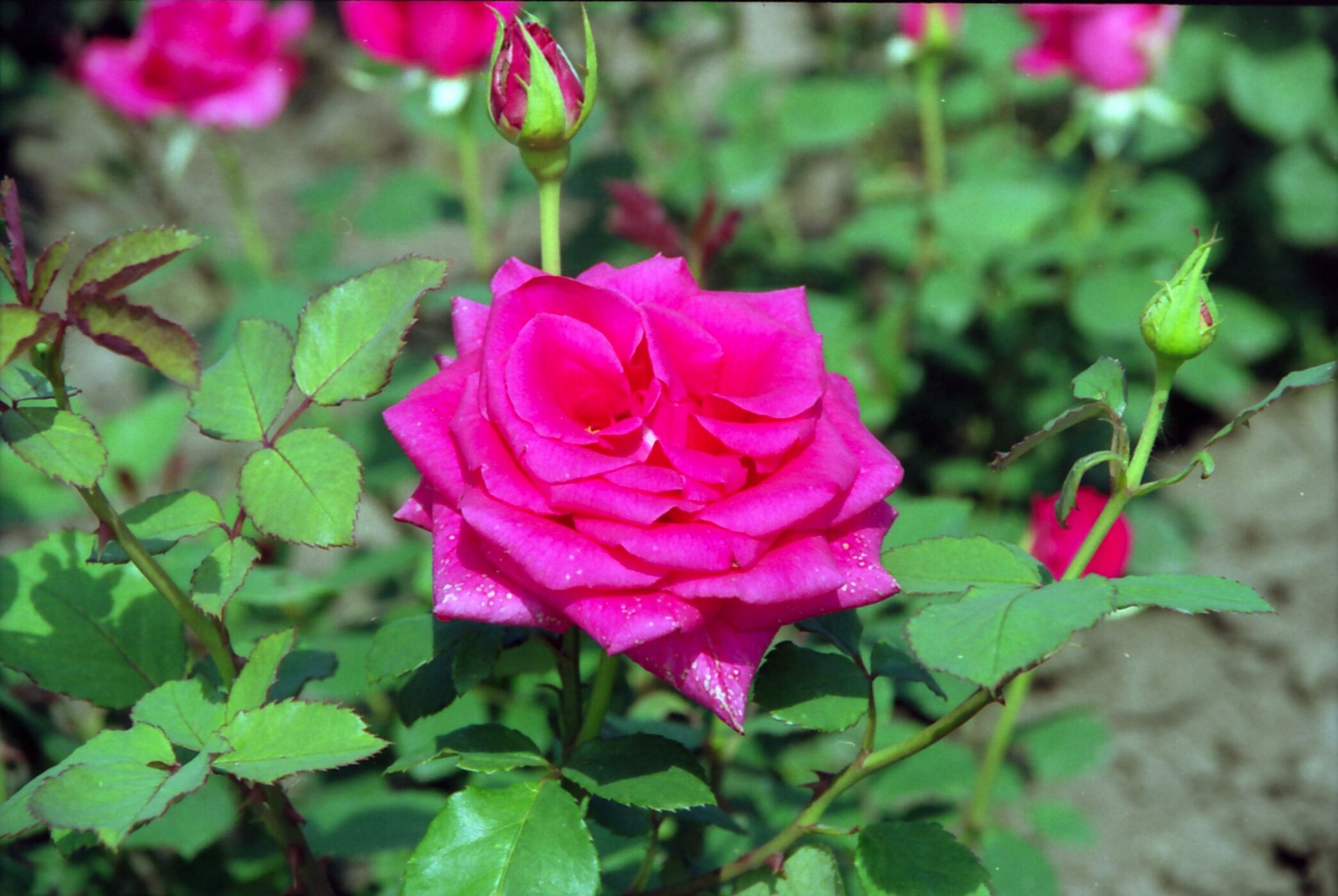 Il nome della rosa