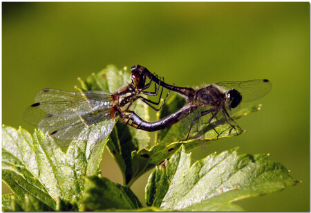 Стрекозинная страсть