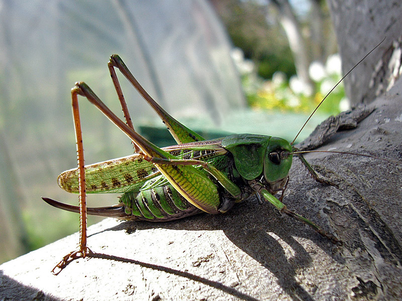 Decticus verrucivorus
