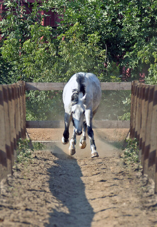 Воспоминания из прошлой жизни (Коррида)