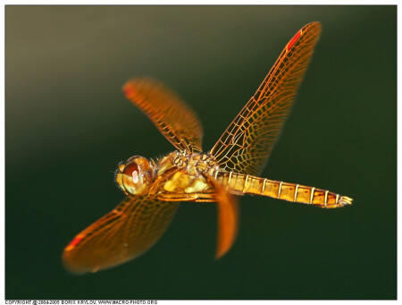 Стрекоза Perithemis tenera