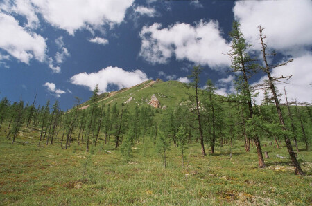 скоро лес кончается