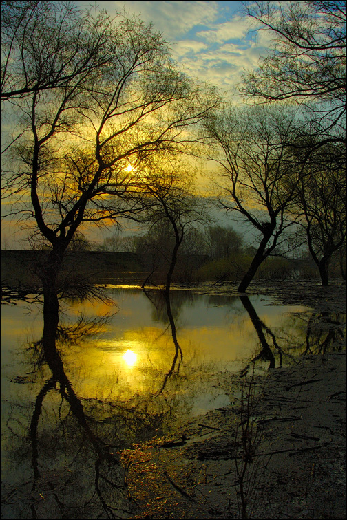 The Gilded morning...