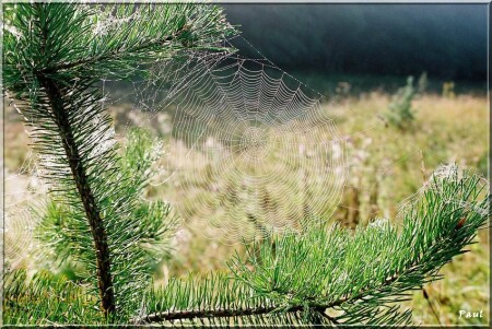 WEB