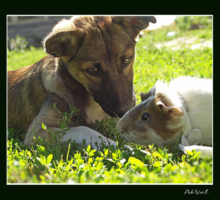 Сладкая парочка