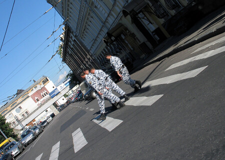 Зебры