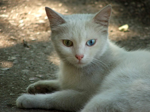 Портрет кошки