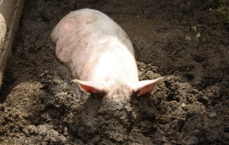 Состояние души или образ жизни