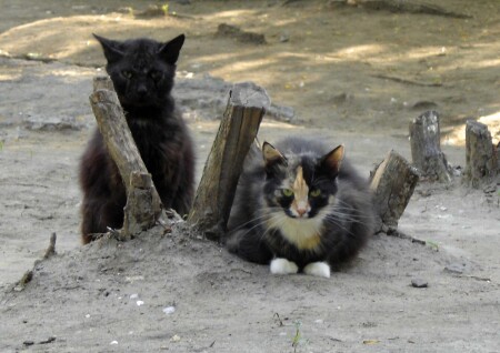 ХМУРОЕ УТРО