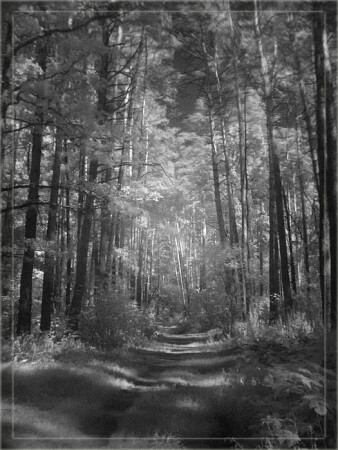 Лесной пейзаж в ИК диапазоне