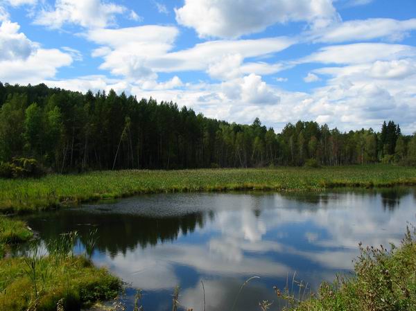 Сибирское болотце
